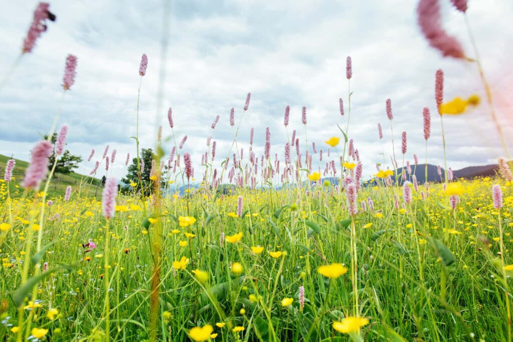 Alergie sezonowe i wszystko co warto o nich wiedzieć.