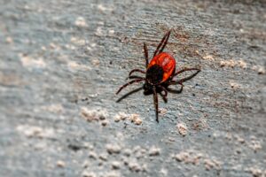Ukąszenie przez kleszcza – o objawach, których nie widać na pierwszy rzut oka