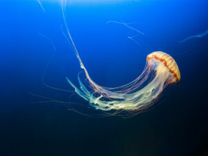 Ukąszenie meduzy – jak prawidłowo udzielić pierwszej pomocy podczas wakacji